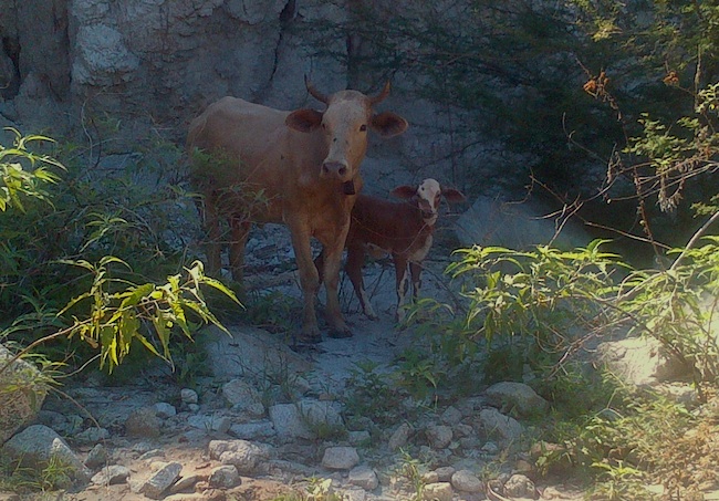 Cows in the Costa Azul Arroyo