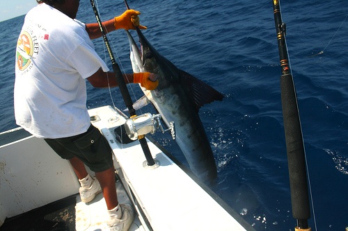 Marlin Fishing in Cabo