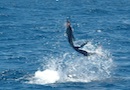 Jumping Sailfish in Los Cabos