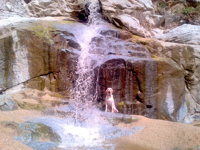 Kaila, the Dog, sits under a waterfall in Costa Azul